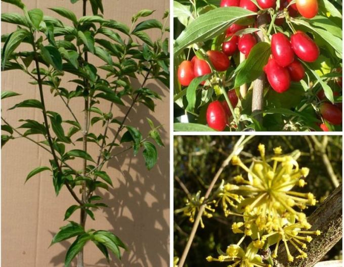 Dřín obecný ´Jolico´ 160cm