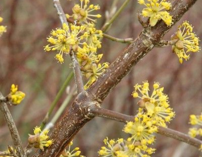 Dřín obecný ´Jolico´ 160cm