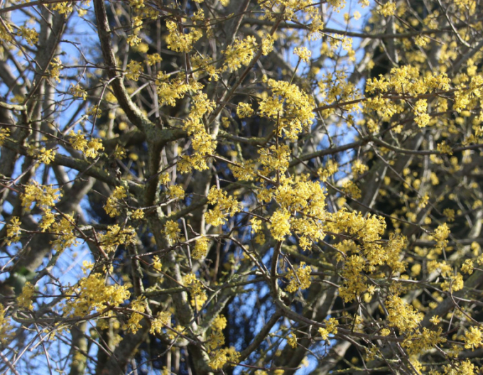 Dřín obecný ´Jolico´ 160cm