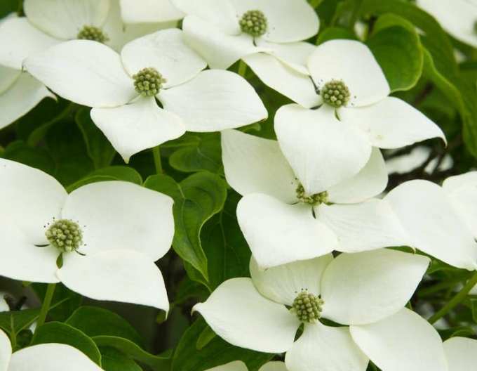 Dřín japonský 160cm