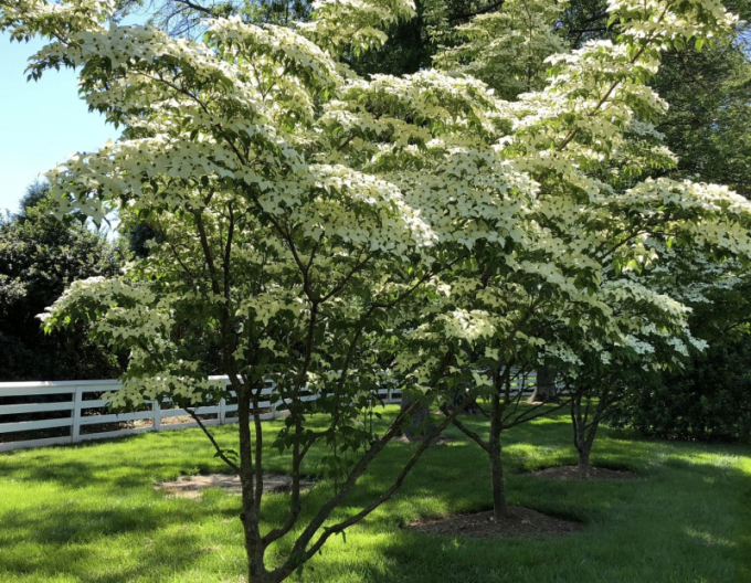 Dřín japonský 160cm