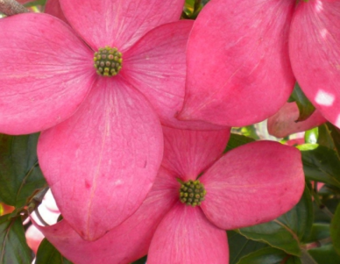 Dřín japonský ´Satomi´