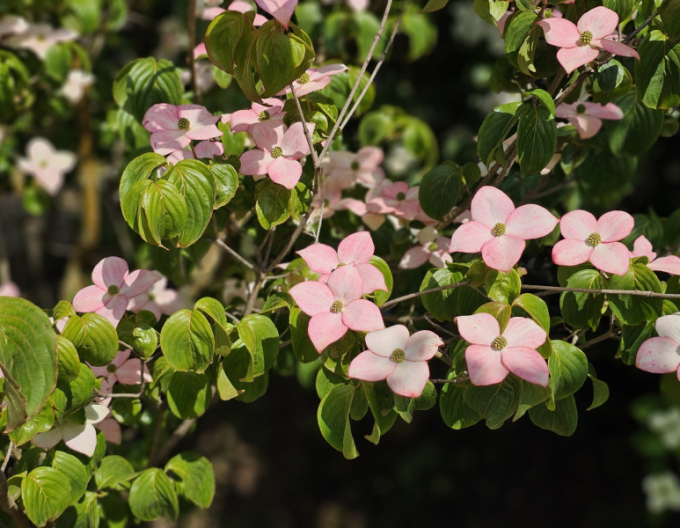 Dřín japonský ´Satomi´