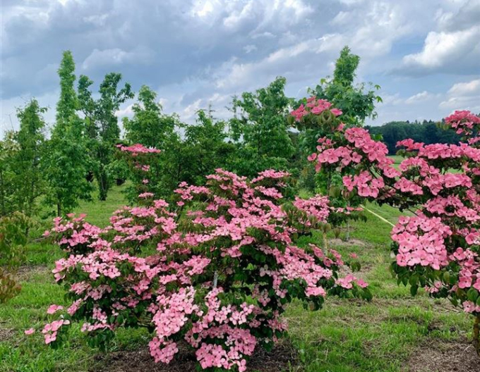 Dřín japonský ´Satomi´