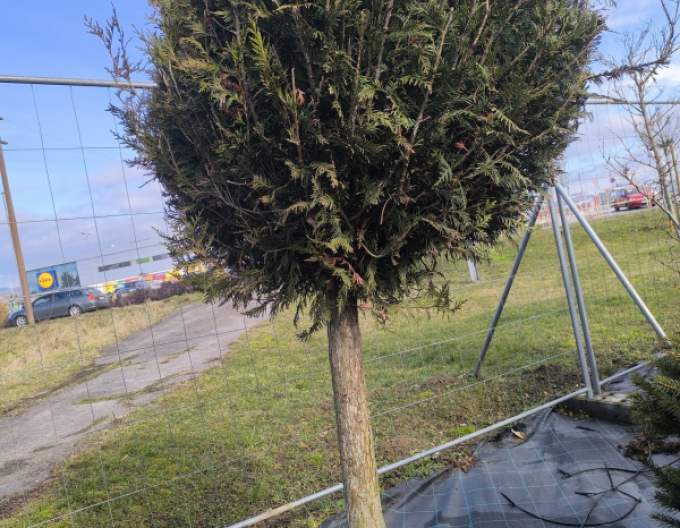 Tuja smaragdova "Koule" na kmínku