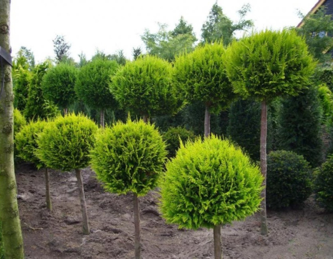 Tuja smaragdova "Koule" na kmínku