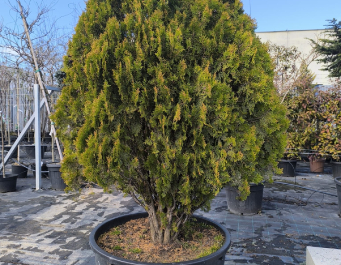 Tuja východní 200cm