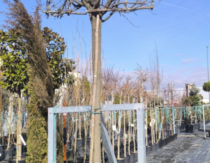 Slivoň myrobalán  ´Pissardi´ - Spalliera