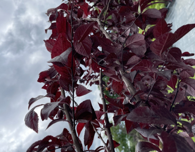 Slivoň myrobalán  ´Pissardi´ - Spalliera