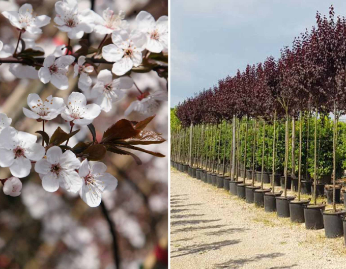 Slivoň myrobalán  ´Pissardi´ - Spalliera