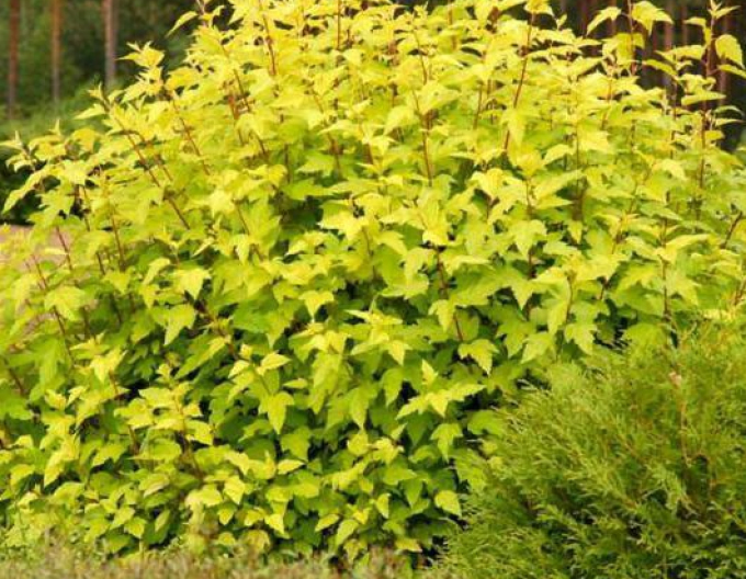 Tavola kalinolistá ’Dart’s Gold’