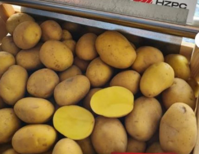 Sadbové brambory ´Camelia´ vanička 1kg