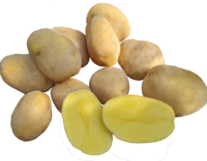 Sazenice brambor ´Wendy´ 5kg