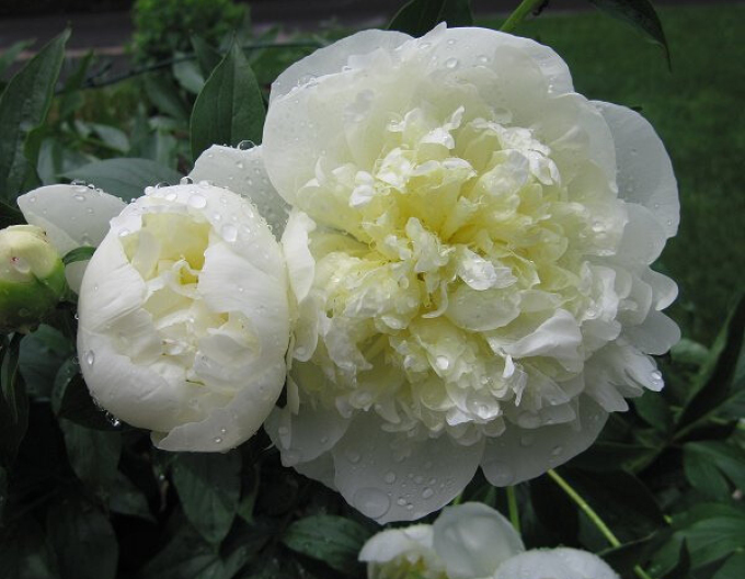 Pivoňka  ´Duchesse de Nemours´