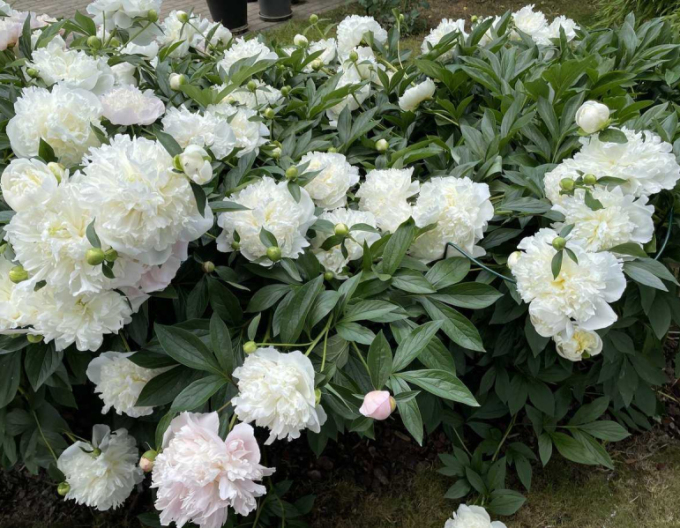 Pivoňka  ´Duchesse de Nemours´