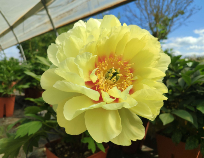 Pivoňka  itoh Bartzella hybrid