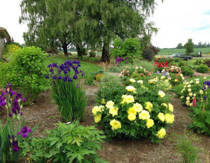 Pivoňka  itoh Bartzella hybrid