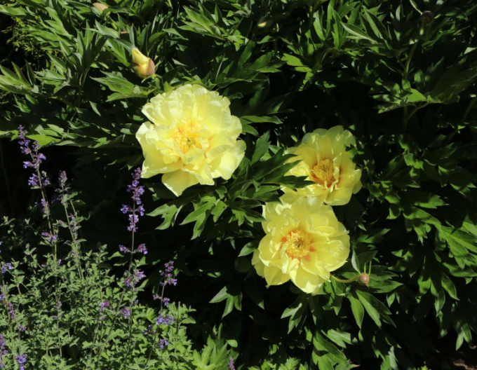 Pivoňka  itoh Bartzella hybrid