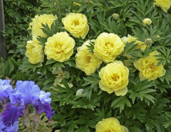 Pivoňka  itoh Bartzella hybrid