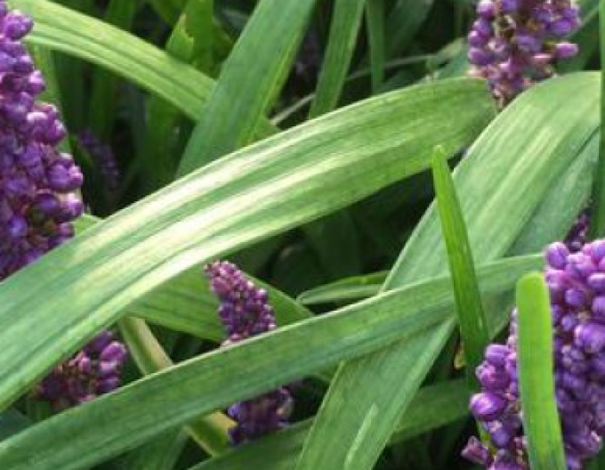 Liriope  ´Purple Passion´ 9x9