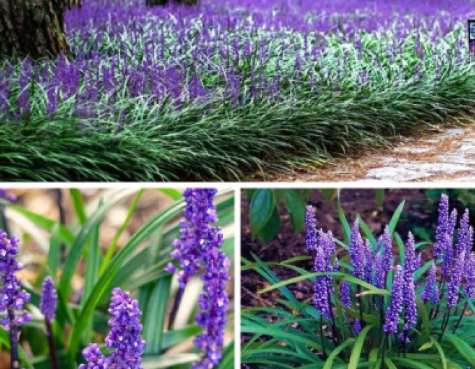 Liriope  ´Purple Passion´ 9x9