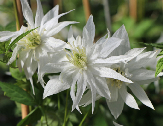 Clematis Albina Plena