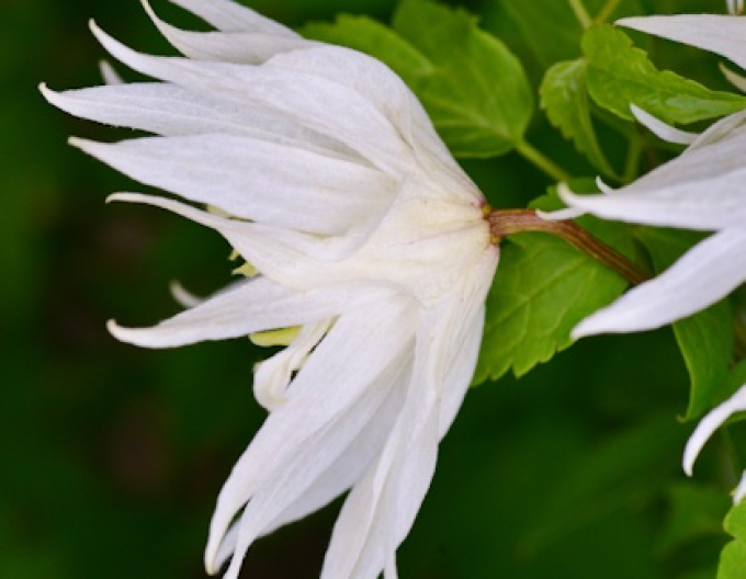 Clematis Albina Plena