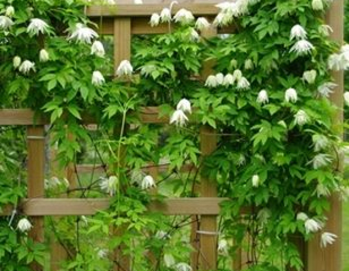 Clematis Albina Plena