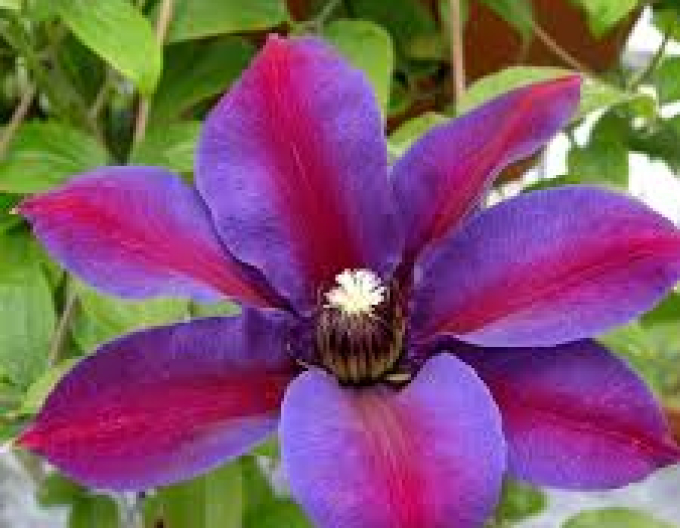 Clematis Mrs. Thomson