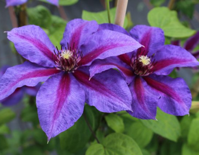 Clematis Mrs. Thomson
