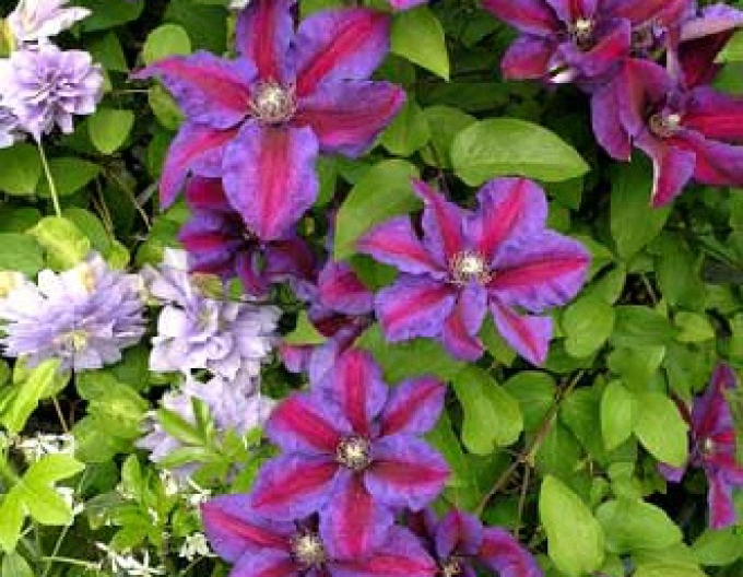 Clematis Mrs. Thomson
