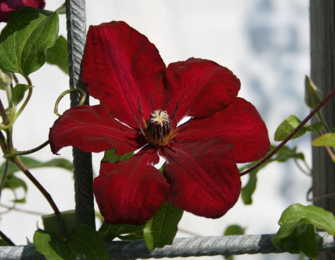 Clematis Solidarnosc