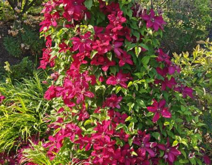 Clematis Solidarnosc