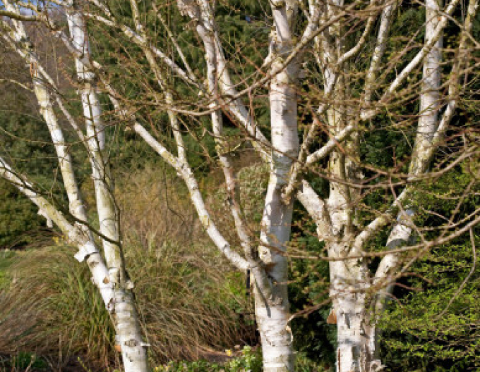 Himálajská bříza ´JACQUEMONTII´ vícekmen 125/150cm