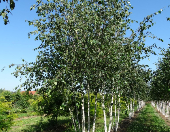 Himálajská bříza ´JACQUEMONTII´ vícekmen 125/150cm