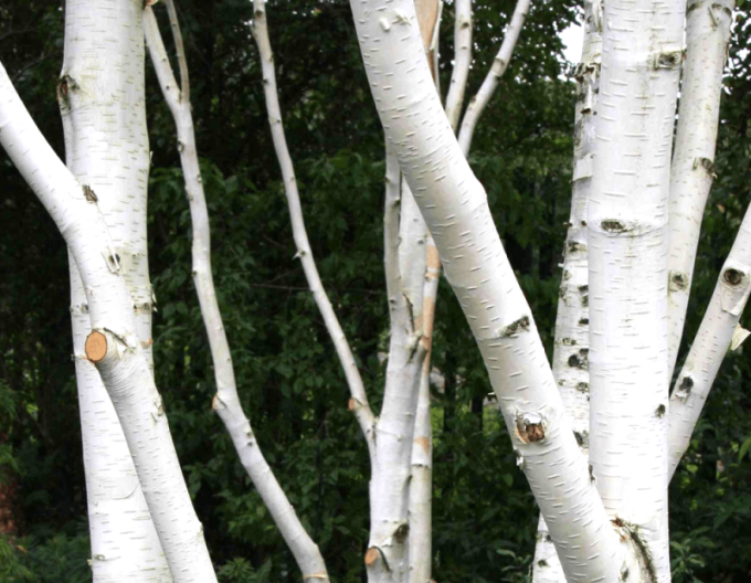 Himálajská bříza ´JACQUEMONTII´ vícekmen 125/150cm