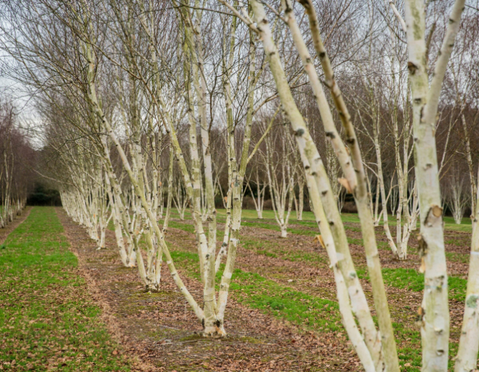 Himálajská bříza ´JACQUEMONTII´ vícekmen 125/150cm