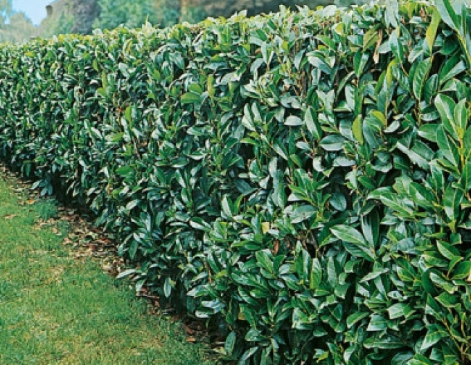 Bobkovišeň  ´Novita´ 3L