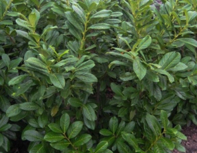 Bobkovišeň  ´Novita´ 3L