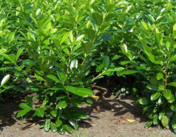 Bobkovišeň  ´Novita´ 3L