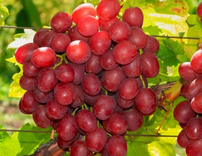 Stolní réva Vanessa