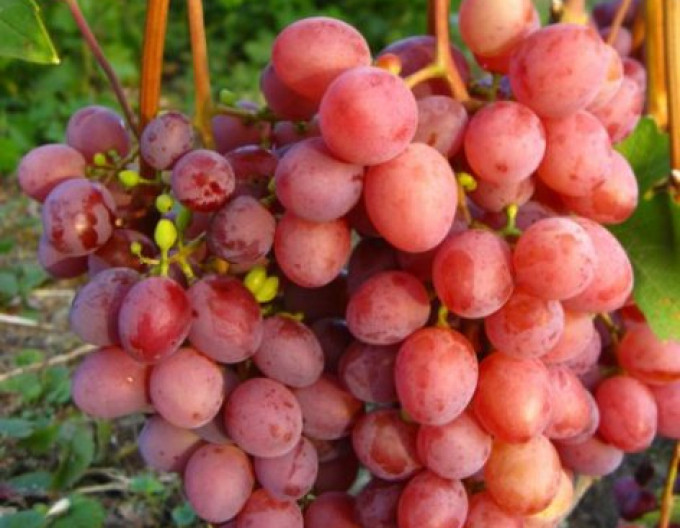 Stolní réva Vanessa