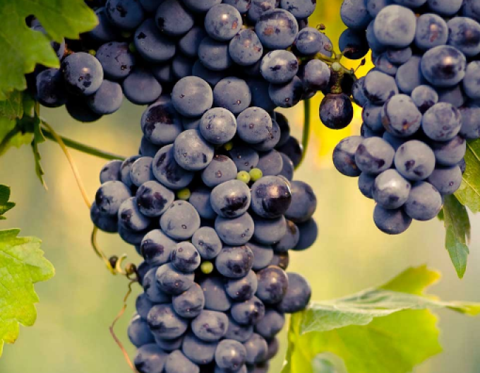 Stolní réva Muscat Blue