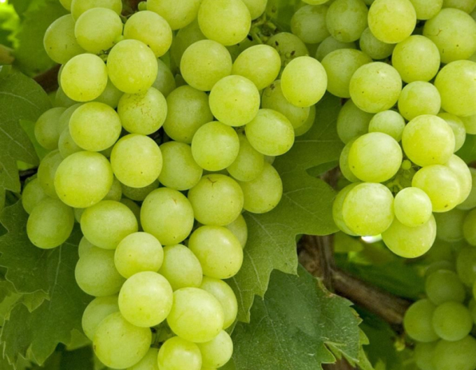 Stolní réva Lakemont