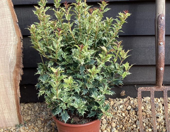 Vonokvětka různolistá ’Tricolor’