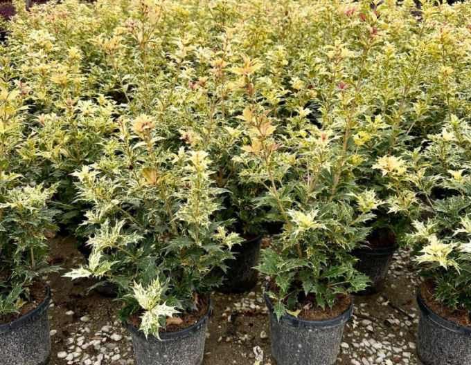 Vonokvětka různolistá ’Tricolor’