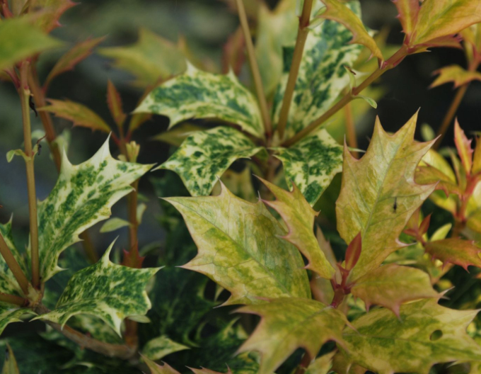 Vonokvětka různolistá ’Tricolor’