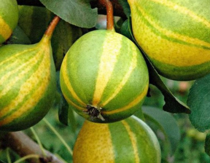 Hruška Schweizer Hose podzimní, podn. Hruška planá, kont. 5l