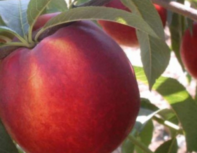 Nektarinka ´Venus´ pozdní, podn. Ishtara, kont. 5l