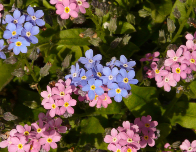 Pomněnka lesní ´Pink´